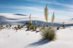 begroeiing in het witte zand | White Sands